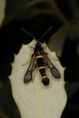 Synanthedon codeti