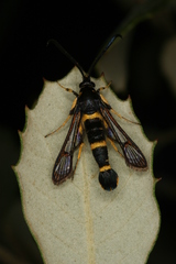 Synanthedon codeti