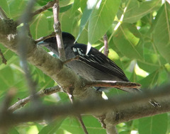 Pachyramphus polychopterus