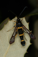 Synanthedon codeti