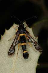 Synanthedon codeti