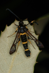 Synanthedon codeti