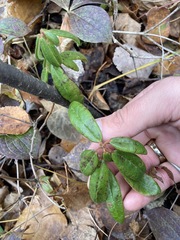 Rhododendron groenlandicum