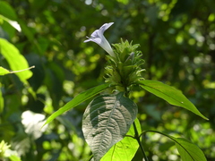 Barleria terminalis