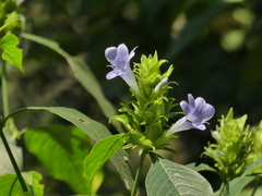 Barleria terminalis