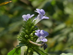 Barleria terminalis