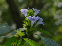 Barleria terminalis