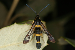 Synanthedon codeti