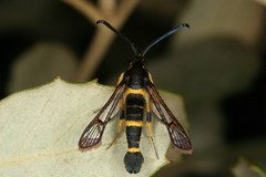 Synanthedon codeti