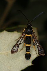 Synanthedon codeti