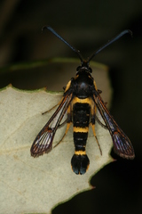 Synanthedon codeti