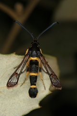 Synanthedon codeti