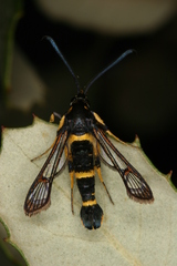 Synanthedon codeti