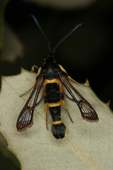 Synanthedon codeti