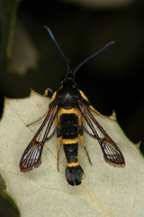 Synanthedon codeti
