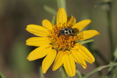 Astylus atromaculatus
