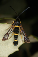 Synanthedon codeti