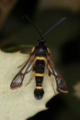 Synanthedon codeti