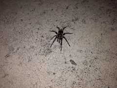 Aphonopelma seemanni