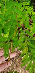 Vachellia cornigera