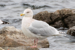 Larus glaucoides kumlieni