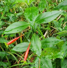 Lisianthius axillaris