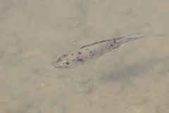 Sarotherodon melanotheron