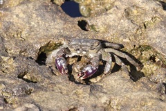 Metopograpsus