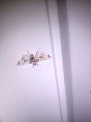 Neoleucinodes elegantalis