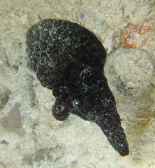 Coriocella nigra