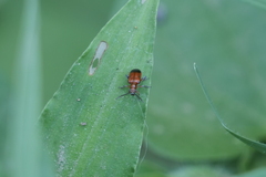 Lemini