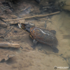 Hydromedusa maximiliani