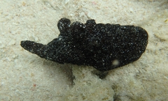 Coriocella nigra