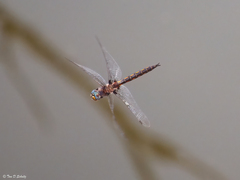 Epitheca petechialis