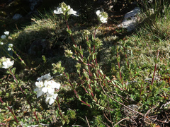 Euphrasia collina