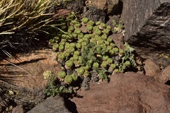 Oxalis erythrorrhiza
