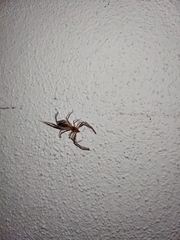 Ammotrechidae