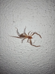 Ammotrechidae