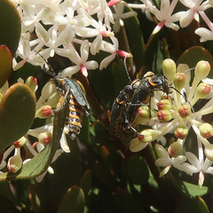 Chauliognathus lugubris