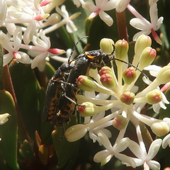 Chauliognathus lugubris