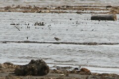 Calidris melanotos