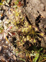 Drosera intermedia