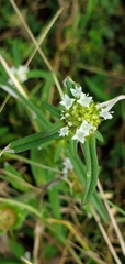 Spermacoce verticillata