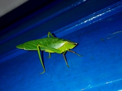 Frontinus