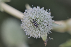 Nicentrus circumcinctus