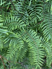 Gleichenia