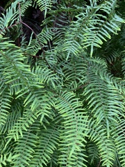 Gleichenia