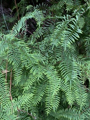 Gleichenia