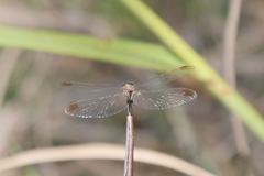 Erythrodiplax nigricans