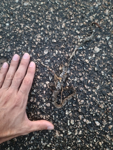 Brazilian Lancehead, Bothrops moojeni